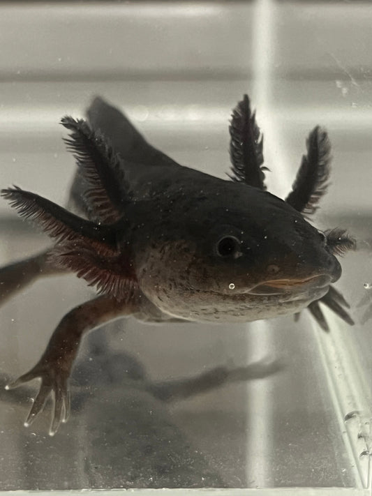 Black Melanoid Axolotl (male)